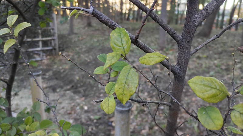 トキワマンサク 東京都大田区平和の森公園