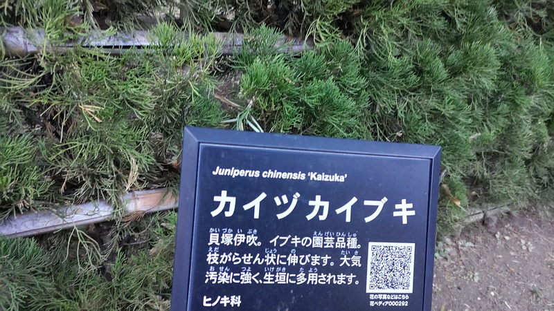 カイヅカイブキの名札 東京都大田区平和の森公園