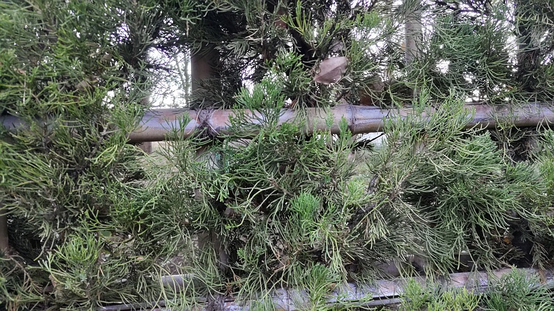 カイヅカイブキ 東京都大田区平和の森公園