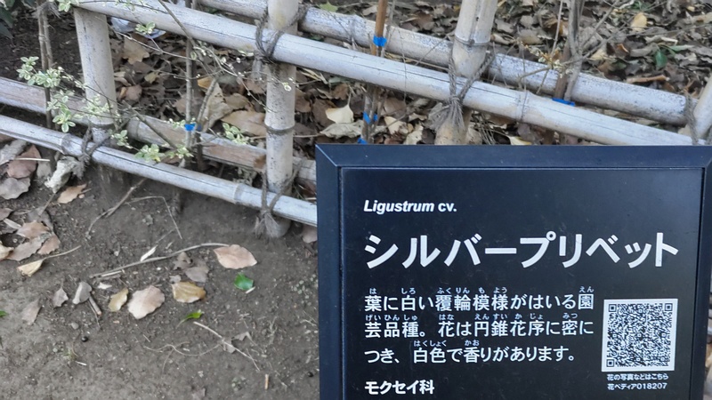 シルバープリペットの名札、ヨウシュイボタ 東京都大田区平和の森公園