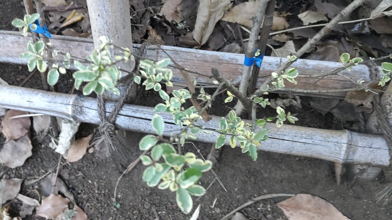 ヨウシュイボタ 東京都大田区平和の森公園