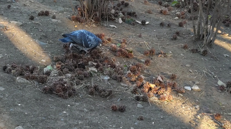 モミジバフウの果実とドバト 東京都大田区平和の森公園