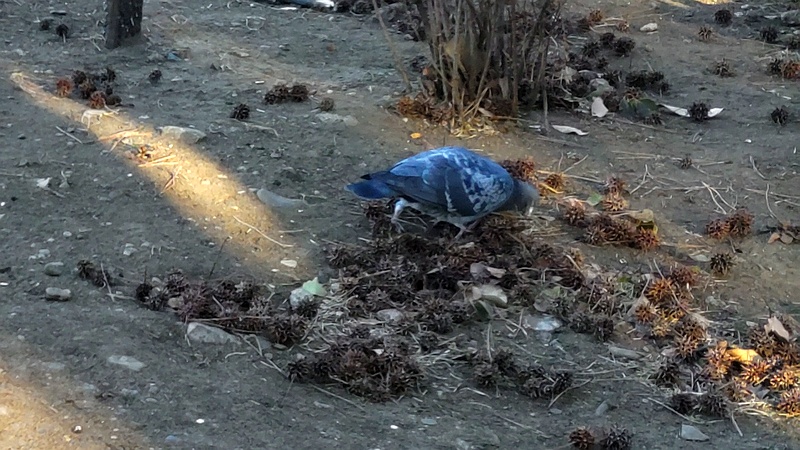 モミジバフウの果実とドバト 東京都大田区平和の森公園