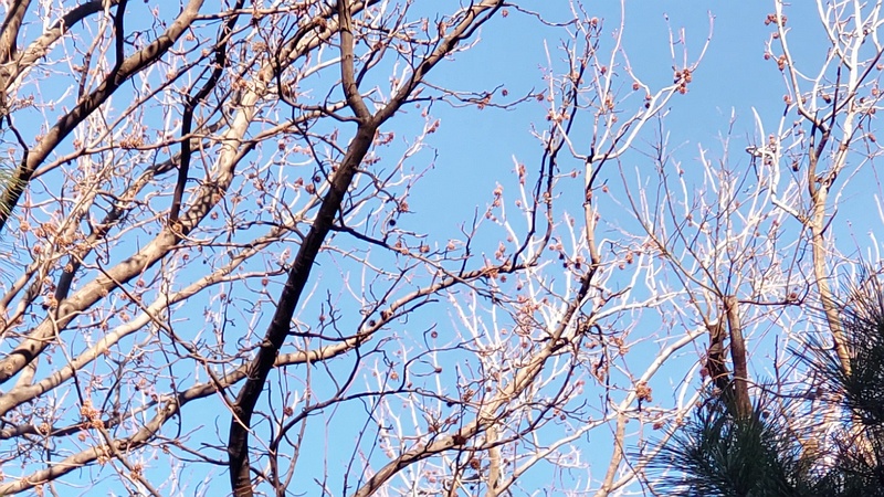 モミジバフウの果実 東京都大田区平和の森公園