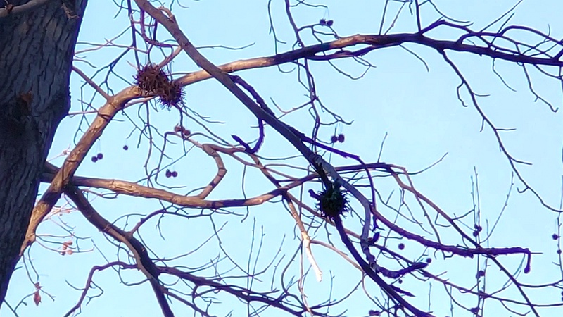 モミジバフウの果実 東京都大田区平和の森公園