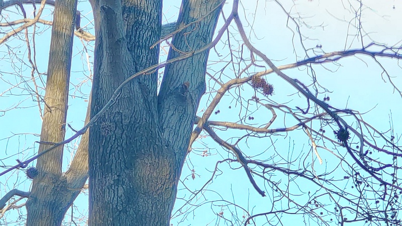 モミジバフウの果実 東京都大田区平和の森公園