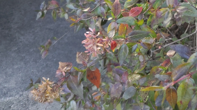 アベリアの種 東京都大田区平和島公園