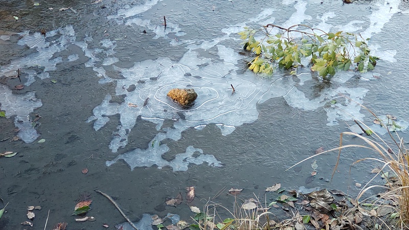 氷が張った自然観察園 東京都大田区平和の森公園