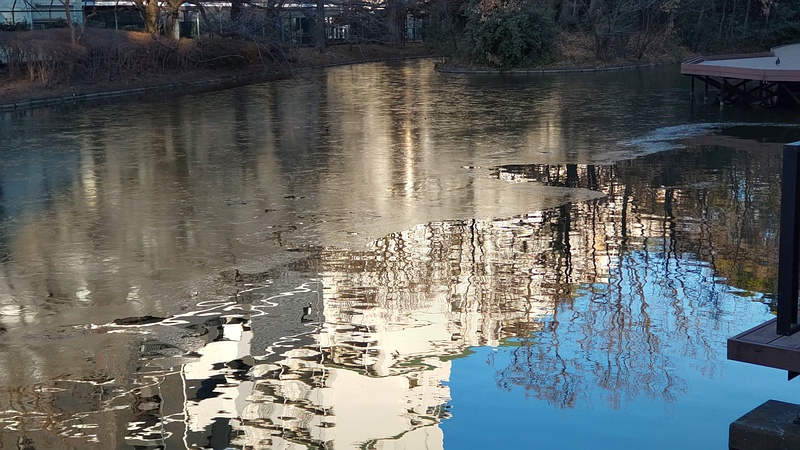 氷が張ったひょうたん池 東京都大田区平和の森公園