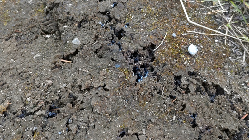 霜柱 東京都大田区平和の森公園