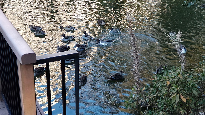 氷のないところに集まるカルガモとオナガガモ 東京都大田区平和の森公園