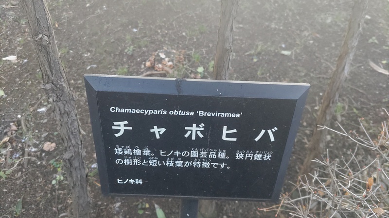 チャボヒバの名札 東京都大田区平和の森公園