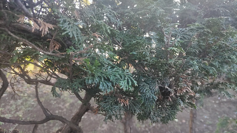 チャボヒバ 東京都大田区平和の森公園