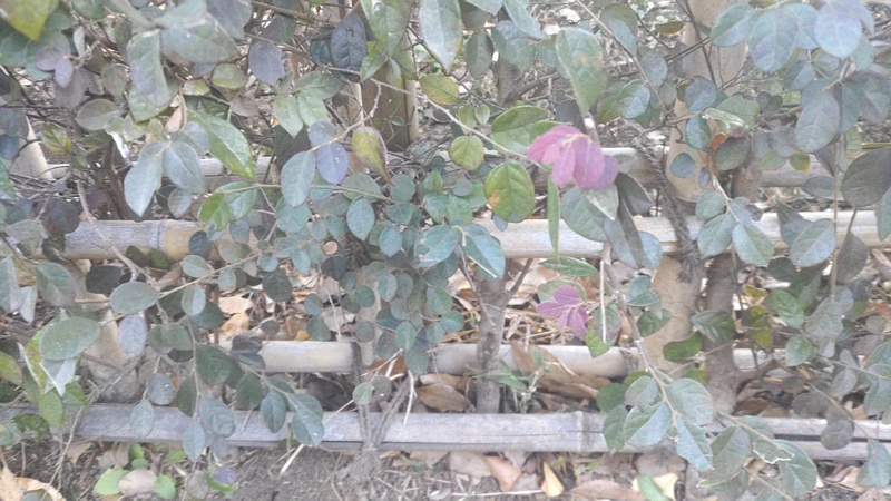 アカバナトキワマンサク 東京都大田区平和の森公園