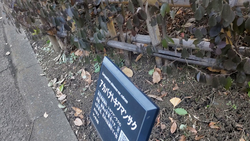 アカバナトキワマンサクの名札 東京都大田区平和の森公園