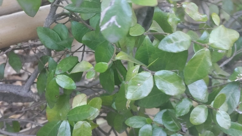テイカカズラ 東京都大田区平和の森公園