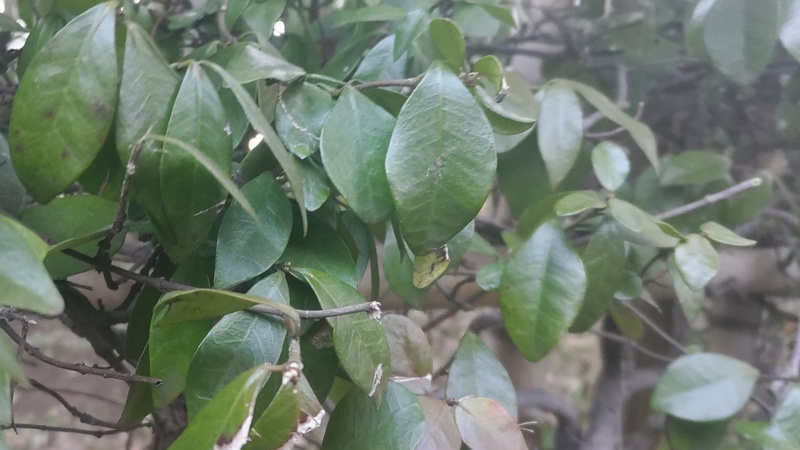 テイカカズラ 東京都大田区平和の森公園