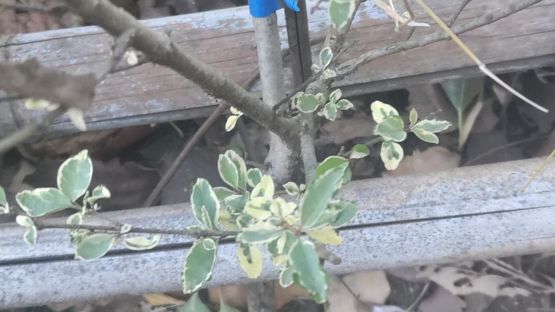 ヨウシュイボタ 東京都大田区平和の森公園