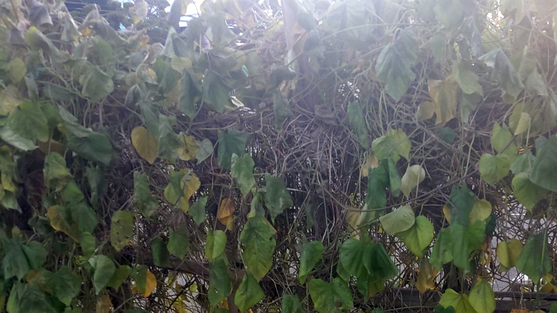 マルバルコウソウ 東京都大田区平和島公園