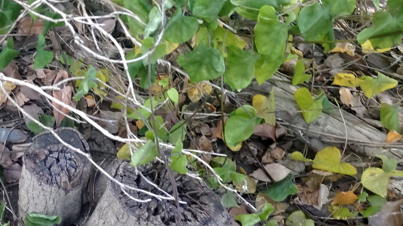 マルバルコウソウ 東京都大田区平和島公園