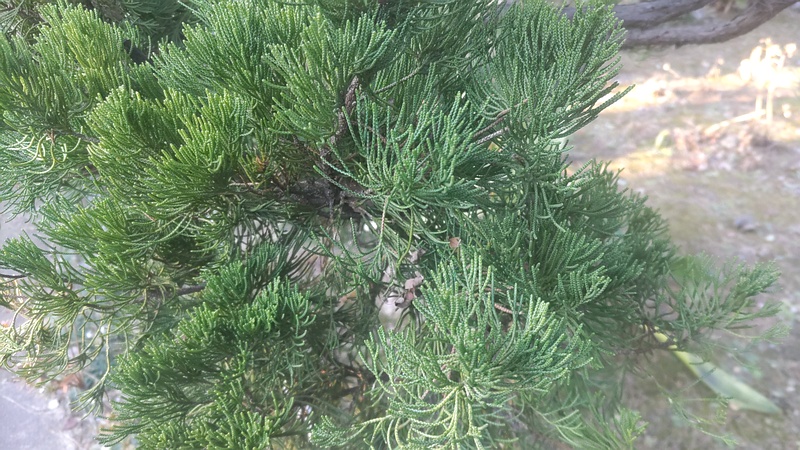 カイヅカイブキ 東京都大田区平和島公園