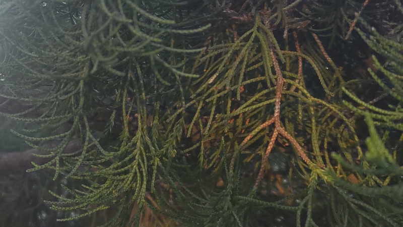 カイヅカイブキ 東京都大田区平和島公園