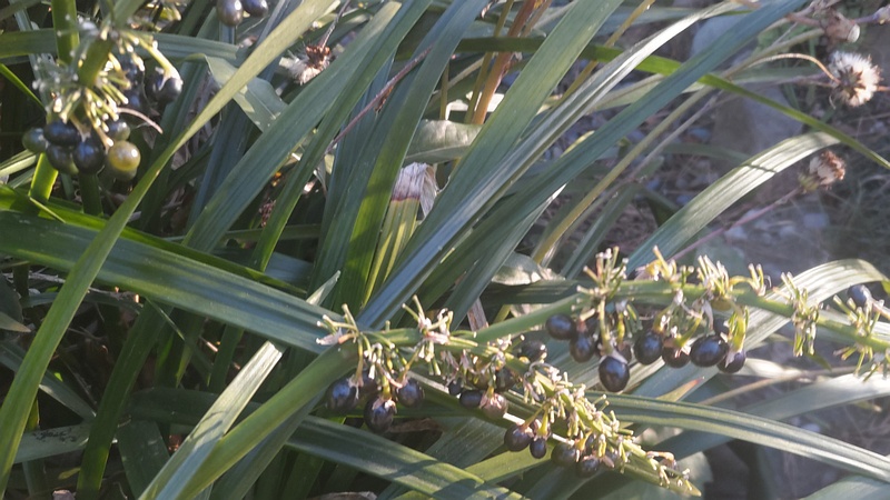 ノシランの果実 東京都大田区平和島公園