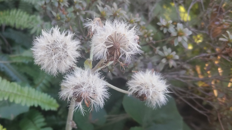 ツワブキの種 東京都大田区平和島公園