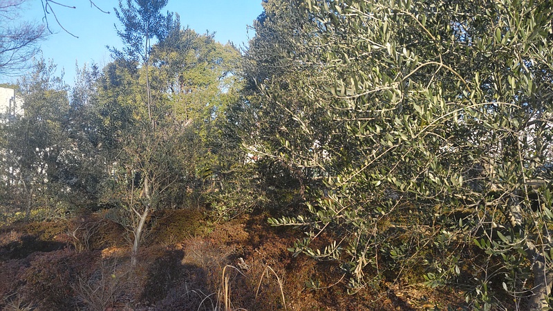 オリーブ 東京都大田区平和島公園