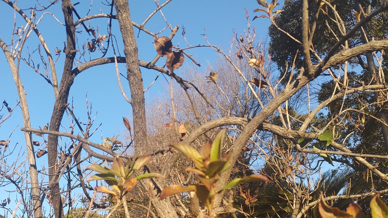 ハコネウツギ 東京都大田区平和島公園