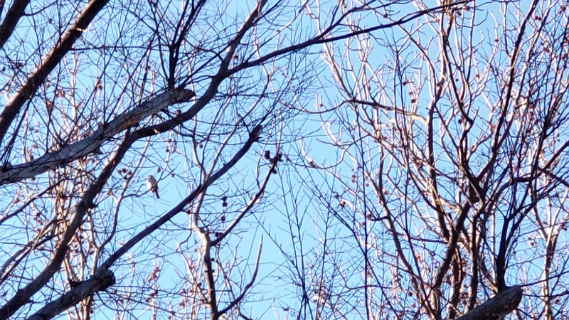 モミジバフウの果実 東京都大田区平和島公園