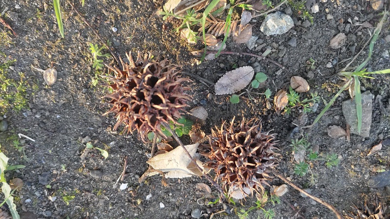 モミジバフウの果実 東京都大田区平和島公園