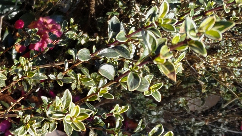 フイリハクチョウゲとサザンカの花 東京都大田区大和大橋