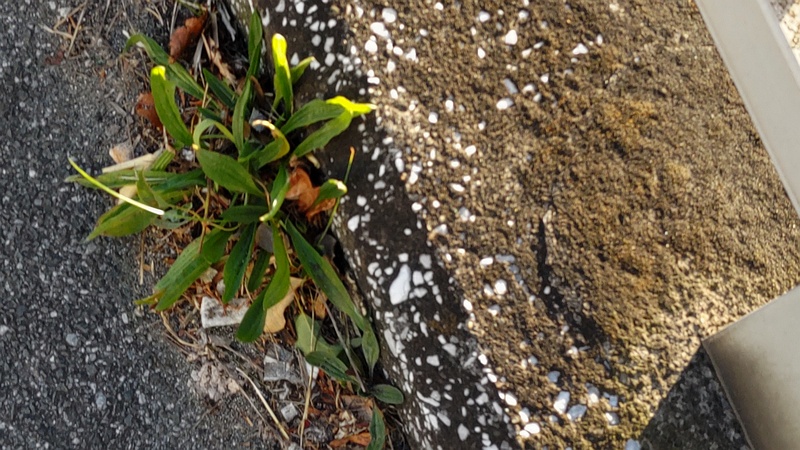 ヘラオオバコ 東京都大田区大和大橋