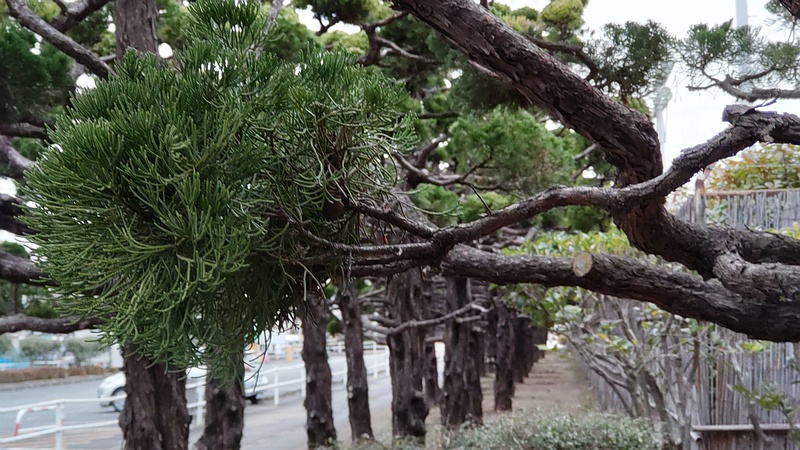 カイヅカイブキ 東京都大田区平和島公園