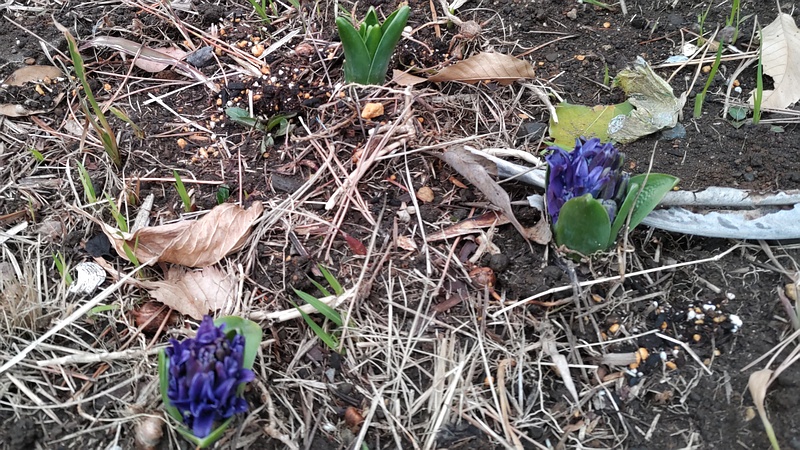 ヒヤシンス 東京都大田区平和島公園