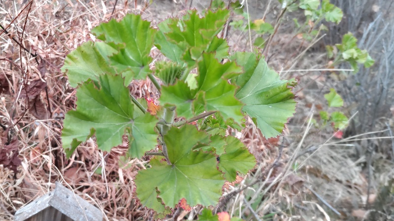 テンジクアオイの葉 東京都大田区平和島公園