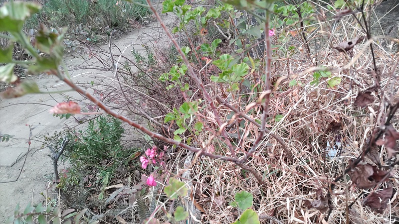 テンジクアオイの花 東京都大田区平和島公園
