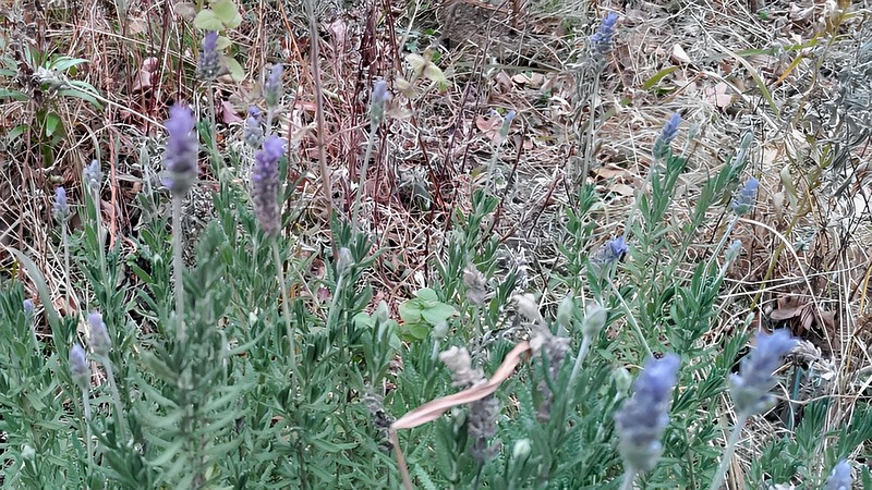 ラベンダー 東京都大田区平和島公園