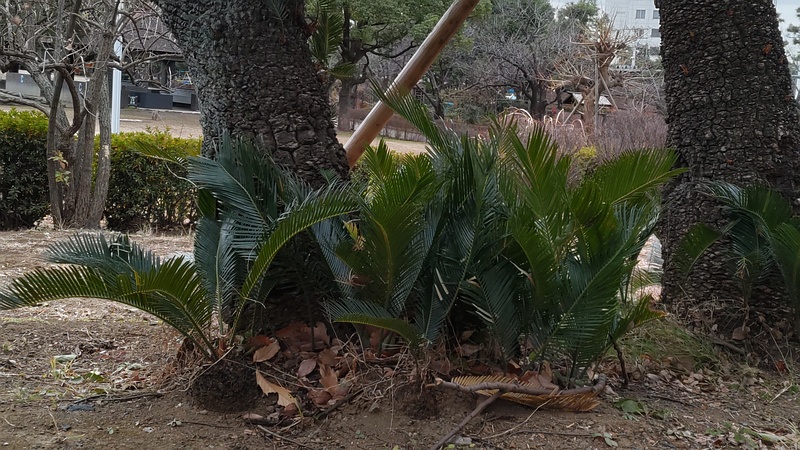 ソテツ 東京都大田区平和島公園