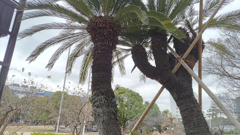 ソテツ 東京都大田区平和島公園