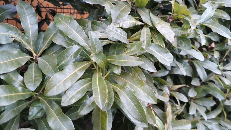 ヤマモモ 東京都大田区平和島