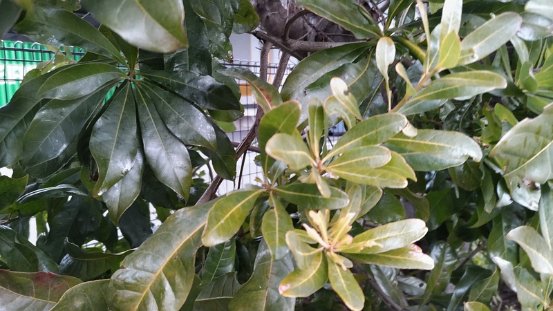 ヤマモモ 東京都大田区平和島