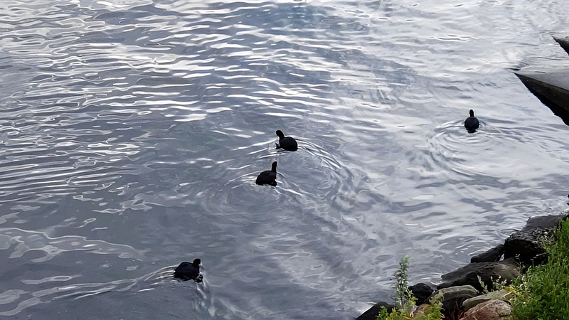 オオバン 東京都大田区大和大橋