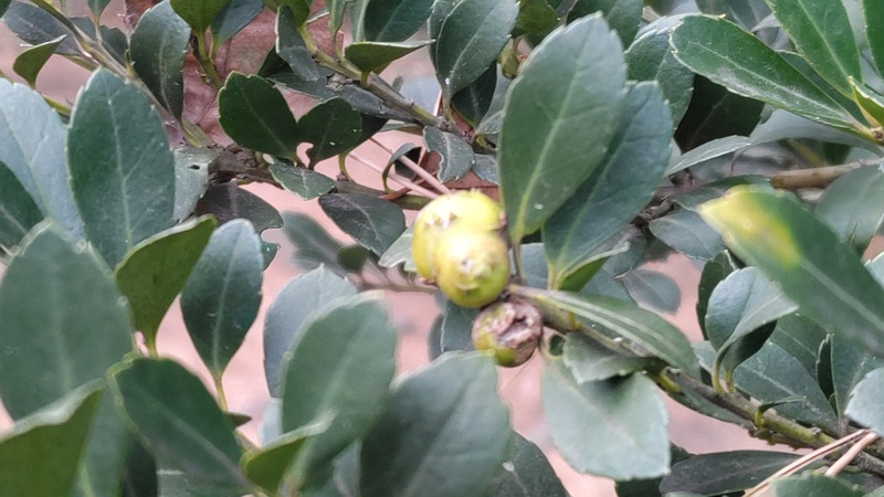 イヌツゲの虫こぶ 横浜市旭区希望が丘ふれあいの森公園
