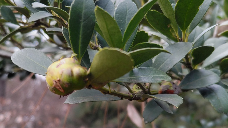 イヌツゲの虫こぶ 横浜市旭区希望が丘ふれあいの森公園