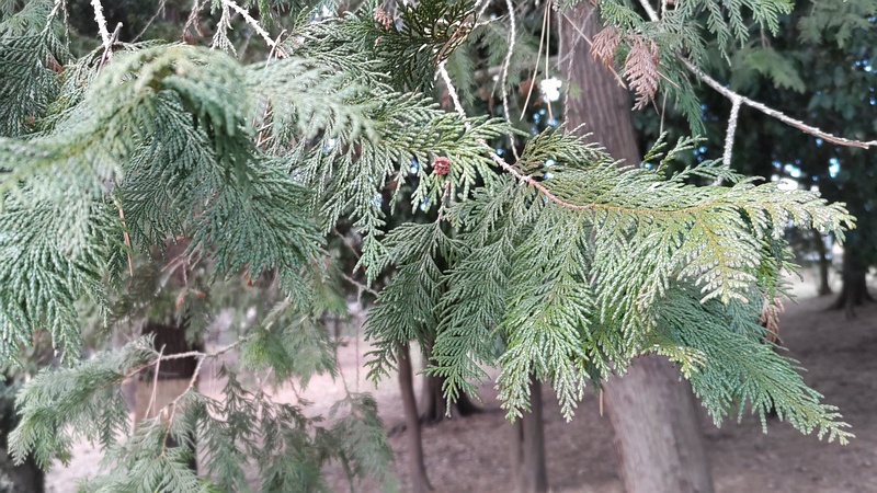 ヒノキ 横浜市旭区希望が丘ふれあいの森公園