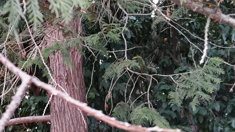 ヒノキ 横浜市旭区希望が丘ふれあいの森公園