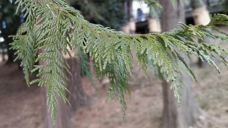 ヒノキ 横浜市旭区希望が丘ふれあいの森公園