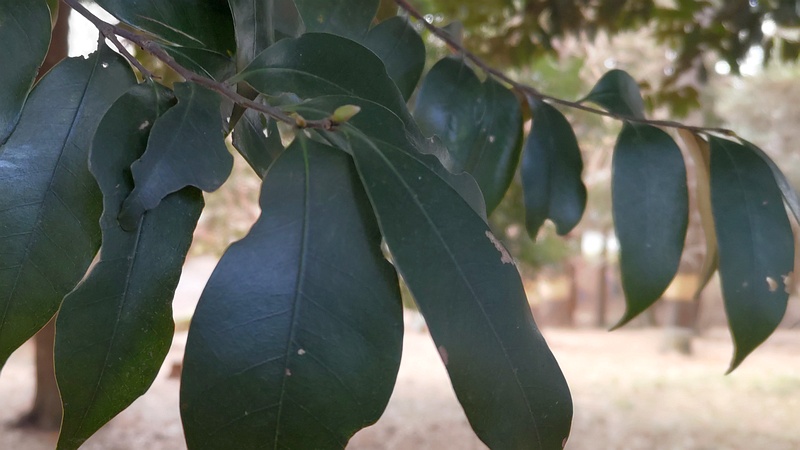 アカガシの葉 横浜市旭区希望が丘ふれあいの森公園